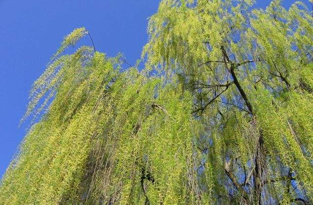 Ziua in care se sfintesc crengile de salcie! Traditii si interdictii de Duminica Floriilor