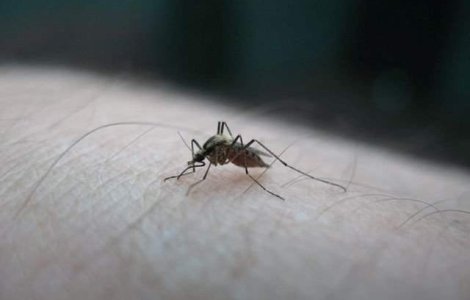 Circa 2,2 miliarde de persoane, expuse riscului de infectare cu virusul Zika