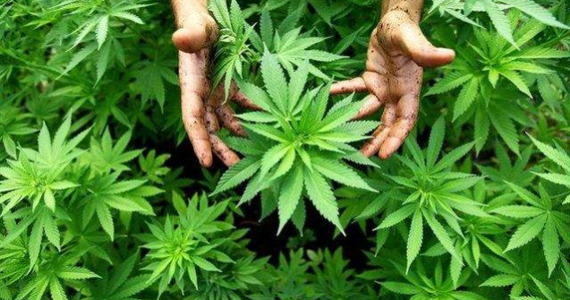 Proiect: Canepa va putea fi cultivata in gospodarii