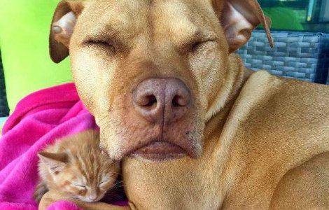 Prietenie inedita: acest pitbull a adoptat o pisicuta abandonata