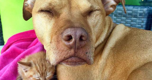 Prietenie inedita: acest pitbull a adoptat o pisicuta abandonata