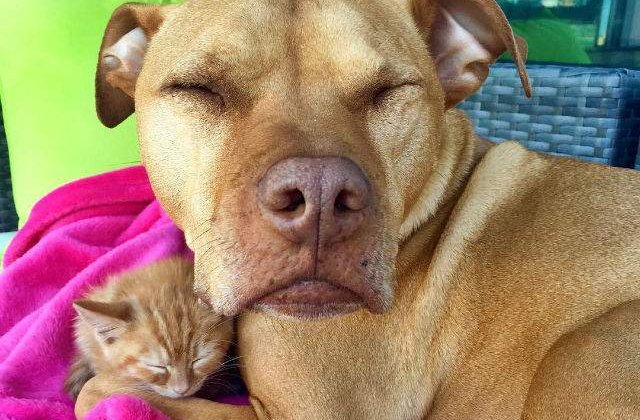 [FOTO] Prietenie inedita: acest pitbull a adoptat o pisicuta abandonata