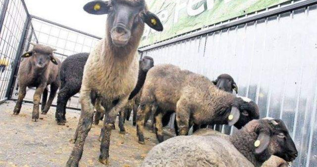 Care este pretul unui kilogram de carne de miel, in pietele din tara