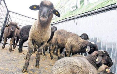 Care este pretul unui kilogram de carne de miel, in pietele din tara