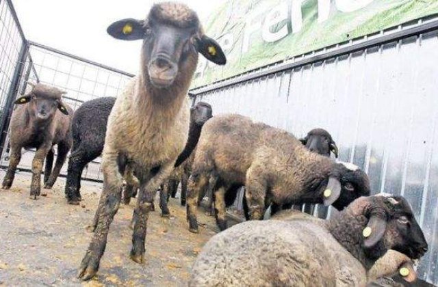 Care este pretul unui kilogram de carne de miel, in pietele din tara