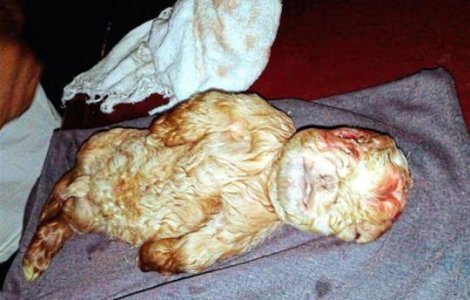 Un sat este sub teroare de cand o capra a nascut un ied cu fata UMANA