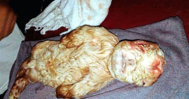 Un sat este sub teroare de cand o capra a nascut un ied cu fata UMANA