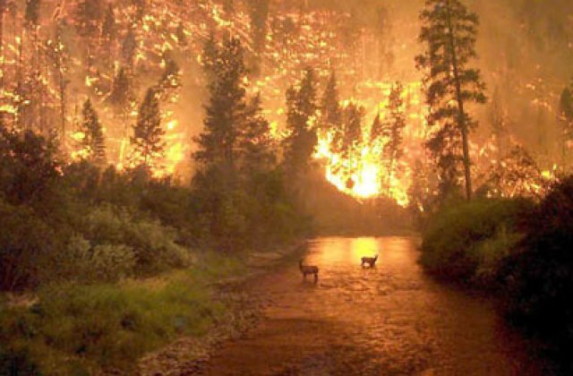 Un intreg oras din Canada, evacuat din cauza unui incendiu puternic de vegetatie