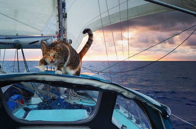 [FOTO] Si-a dat demisia pentru a calatori in jurul lumii impreuna cu pisica sa