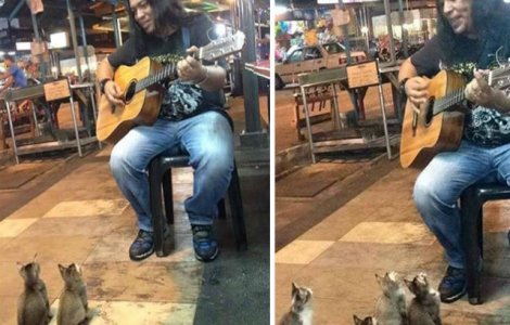 Cea mai dragalasa audienta: un cantaret stradal a cucerit 4 pisicute