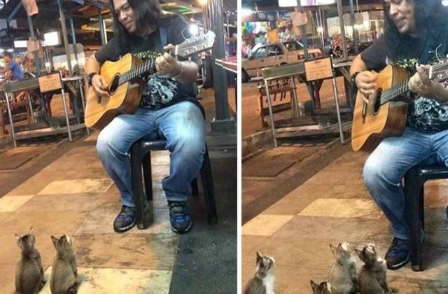 [VIDEO] Cea mai dragalasa audienta: un cantaret stradal a cucerit 4 pisicute