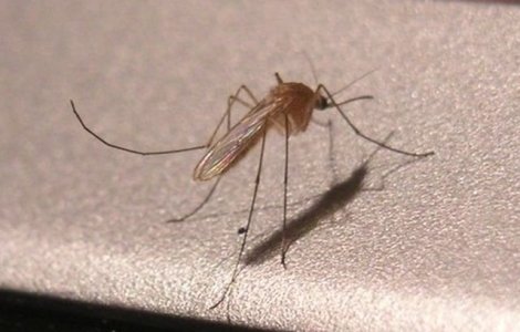 Primul caz de microencefalie asociat cu virusul Zika, inregistrat in Spania