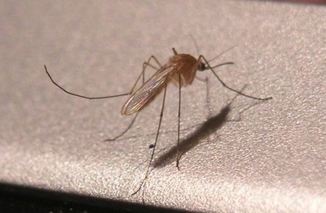 Primul caz de microencefalie asociat cu virusul Zika, inregistrat in Spania