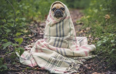  Top  De-a dreptul fermecatoare! Cele mai nostime animale