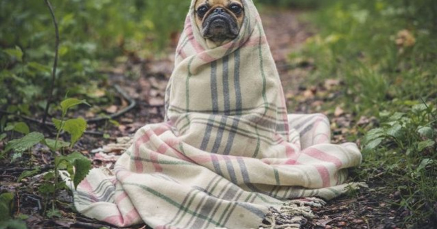  Top  De-a dreptul fermecatoare! Cele mai nostime animale