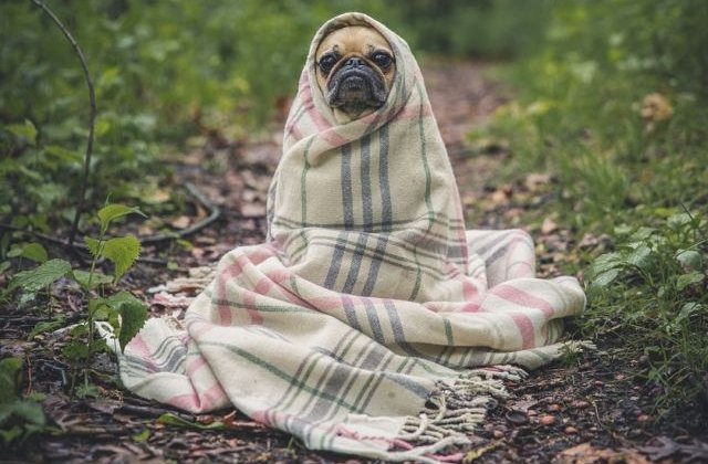 De-a dreptul fermecatoare! Cele mai nostime animale, in ipostaze amuzante