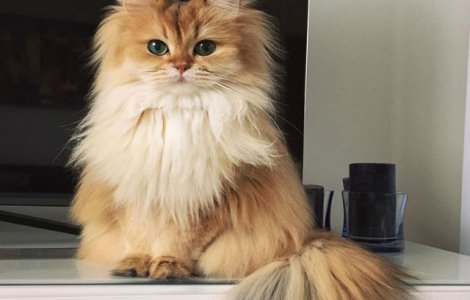  Foto  Aceasta este cea mai fotogenica pisica de pe internet