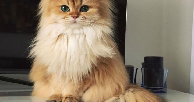 Aceasta este cea mai fotogenica pisica de pe internet