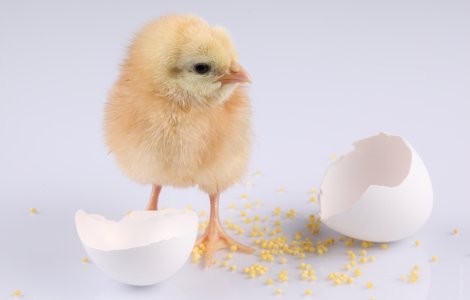 S-a aflat raspunsul la intrebarea: "Cine a fost primul, oul sau gaina?"