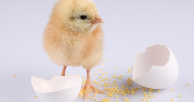 S-a aflat raspunsul la intrebarea:"Cine a fost primul, oul sau gaina?"