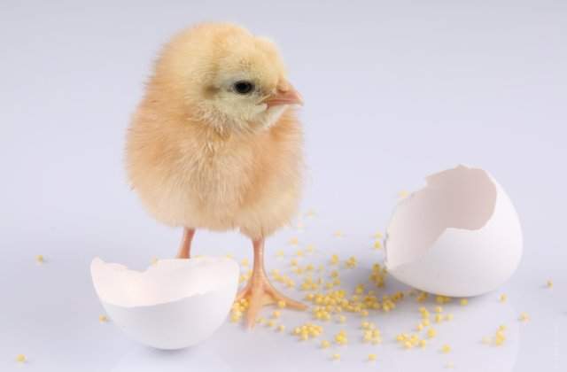 S-a aflat raspunsul la intrebarea: "Cine a fost primul, oul sau gaina?"