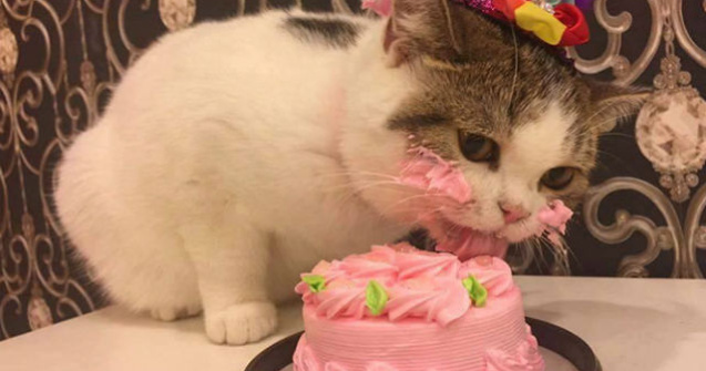Reactia acestei pisici atunci cand primeste tort de ziua ei