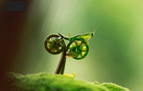  Top  Fotografii INCREDIBILE facute la momentul potrivit