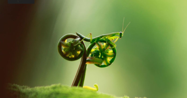  Top  Fotografii INCREDIBILE facute la momentul potrivit