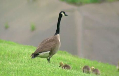  Video  Incredibil! O gasca a cerut ajutorul politiei pentru a-i elibera bobocii captivi