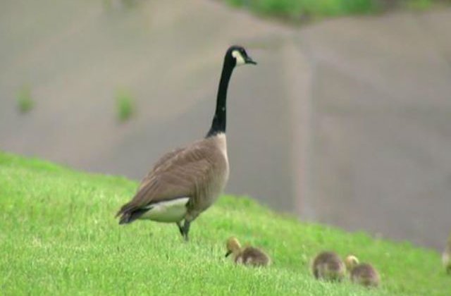 [VIDEO] Incredibil! O gasca a cerut ajutorul politiei pentru a-i elibera bobocii captivi