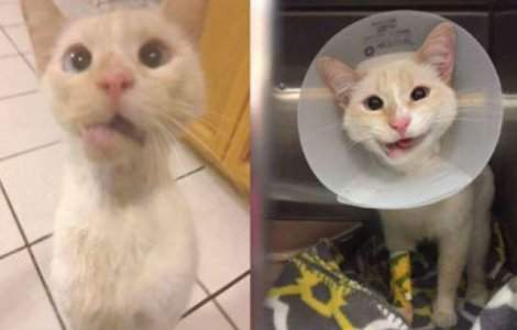 Nimeni nu voia aceasta pisica. Apoi s-a intamplat asta