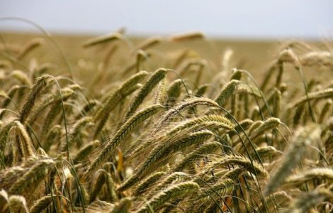 Studiu Dekalb: 2016 ar putea fi cel mai bun an pentru agricultura din ultimul deceniu