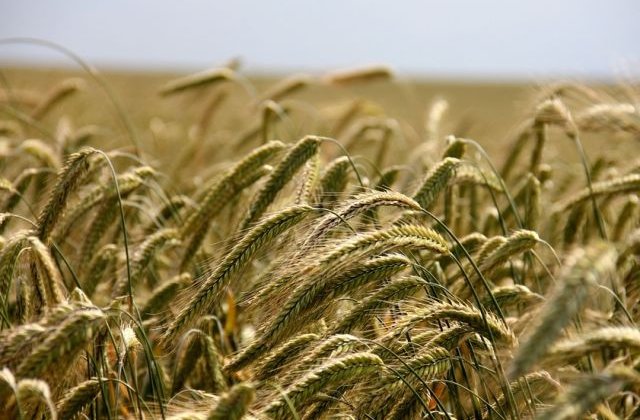 Studiu Dekalb: 2016 ar putea fi cel mai bun an pentru agricultura din ultimul deceniu