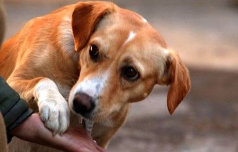 Cat ai putea primi amenda, daca hranesti cainii comunitari