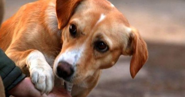 Cat ai putea primi amenda, daca hranesti cainii comunitari