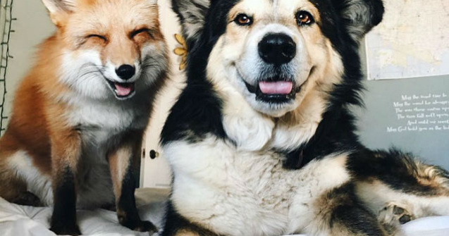  Foto  Prietenie incredibila intre o vulpe si un caine. Imaginile iti vor topi inima