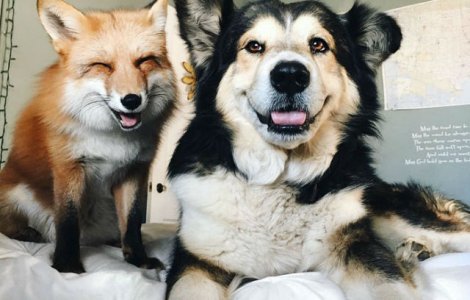 Prietenie incredibila intre o vulpe si un caine. Imagini adorabile