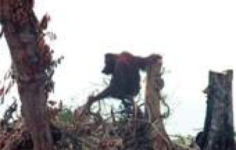 O treime din speciile planetei au disparut in ultimii 35 de ani