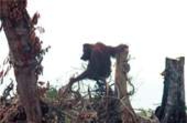 O treime din speciile planetei au disparut in ultimii 35 de ani