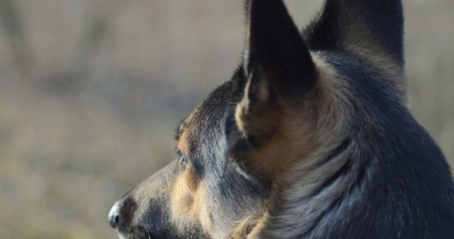 Cum gasesc cainii drumul spre casa chiar si dupa ce parcurg distante uimitoare?