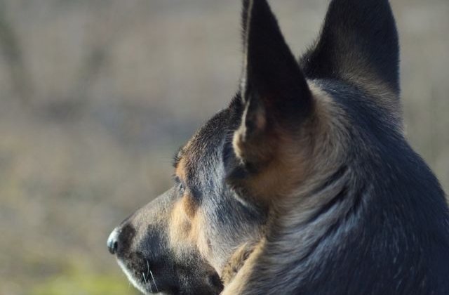 Cum gasesc cainii drumul spre casa chiar si dupa ce parcurg distante uimitoare?