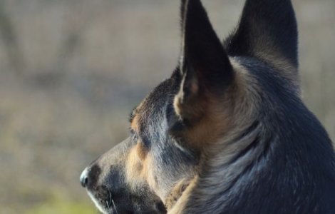 Cum gasesc cainii drumul spre casa chiar si dupa ce parcurg distante uimitoare?