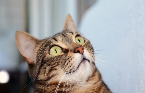 Bizar: A fost creata peria care iti permite sa "lingi" blana pisicii