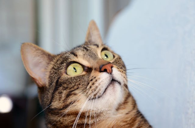 [VIDEO] Inventie bizara: A fost creata peria care iti permite sa "lingi" blana pisicii