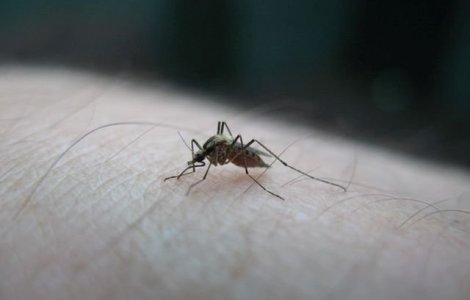Virusul Zika s-ar putea raspandi in Romania