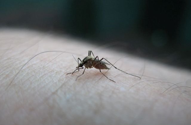 Virusul Zika s-ar putea raspandi in Romania