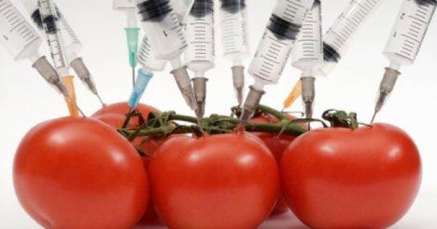 Cat de sigure sunt culturile modificate genetic pentru consum