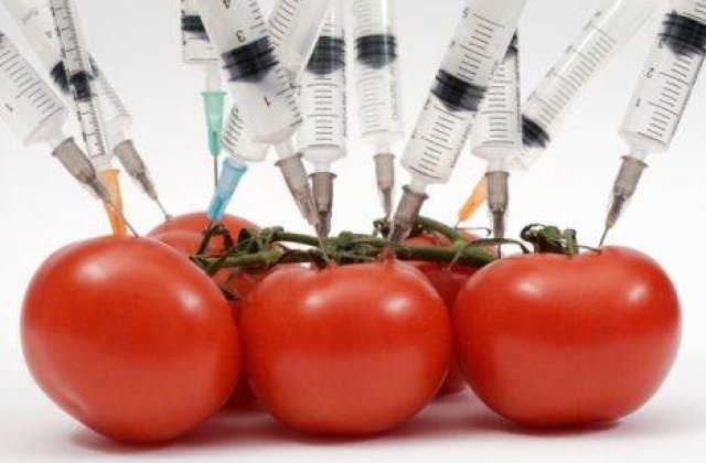 Cat de sigure sunt culturile modificate genetic pentru consum