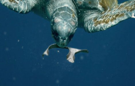 Baxul de bere comestibil: hraneste pestii in loc sa ii ucida