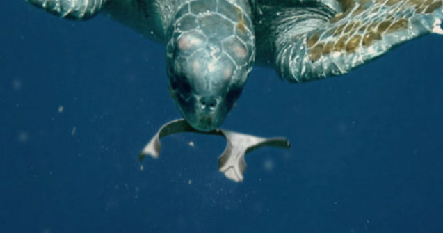 Baxul de bere comestibil: hraneste pestii in loc sa ii ucida